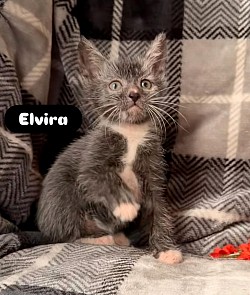 AVAILABLE- Black Roan Female $2500 pet price