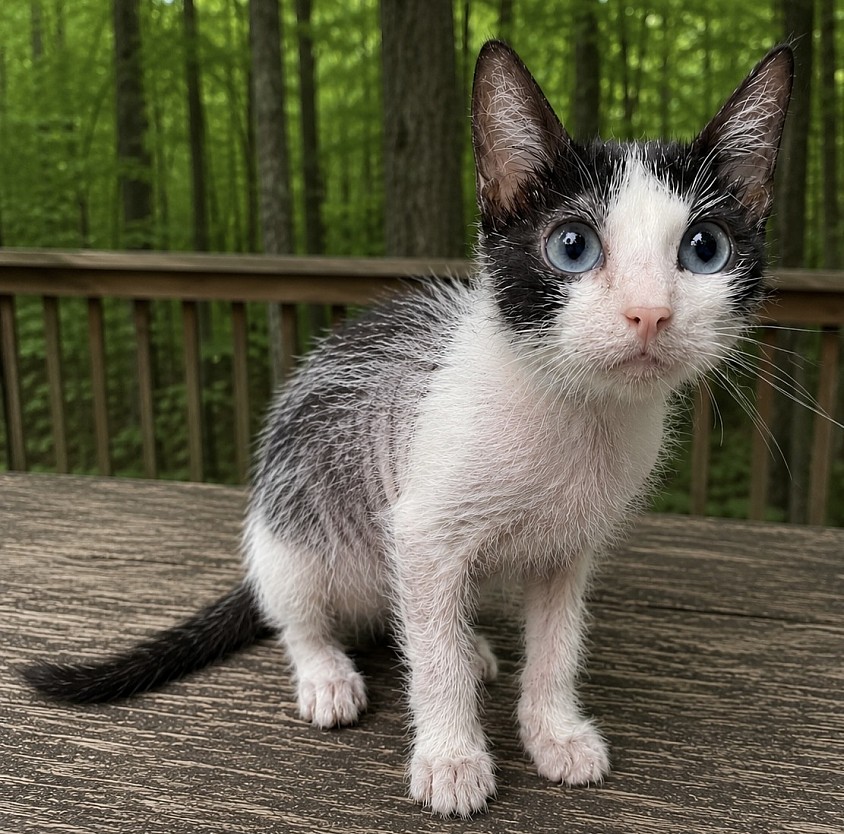 Blair - Black and White Roan Lykoi Female