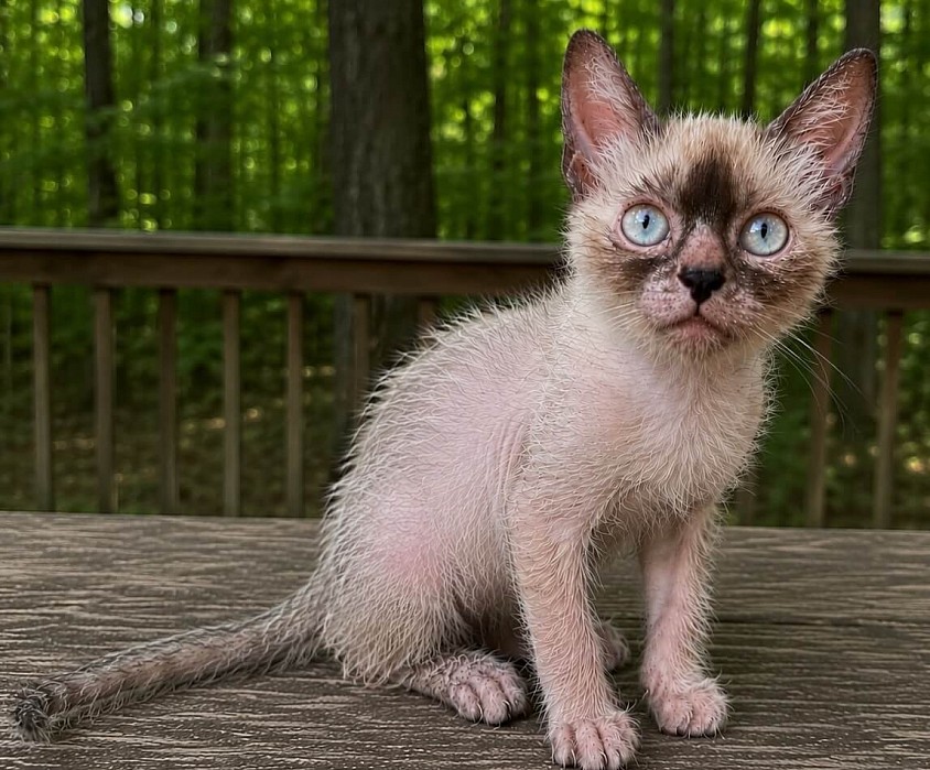 Lacey - Seal Point Lykoi Female