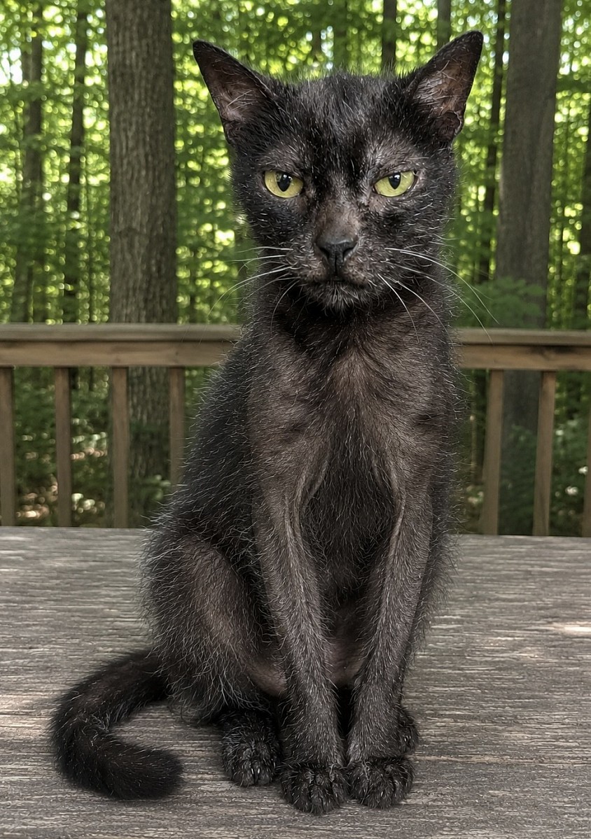 Houdini- Black Roan Male
