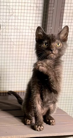 RESERVED - Black Roan Male $1800 pet price (he has a tail kink)