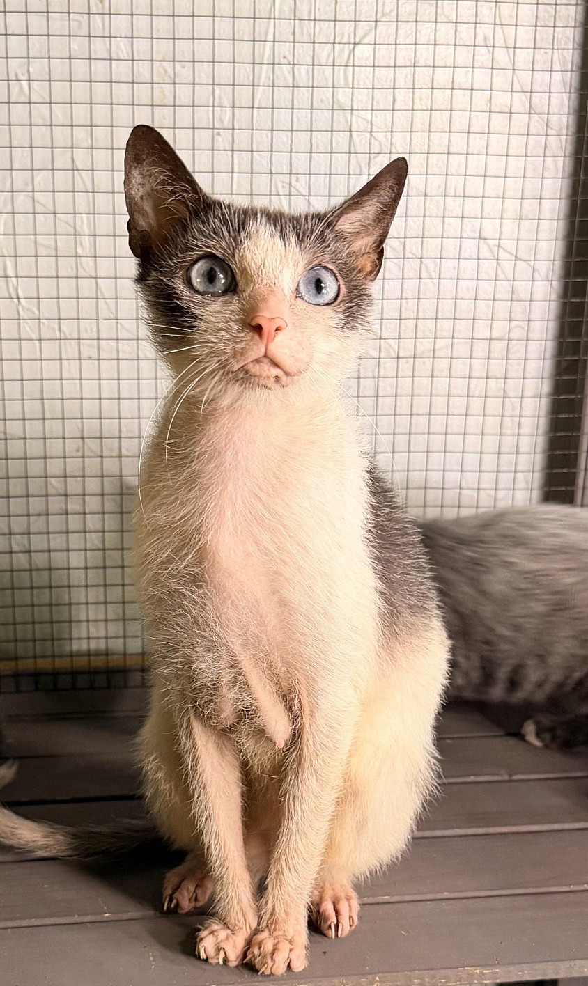 Blair - Black and White Roan Lykoi Female