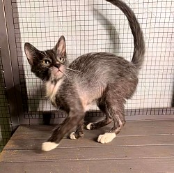 AVAILABLE- Black Roan Female Elvira dob 3/22/26 discounted at $1500 pet price